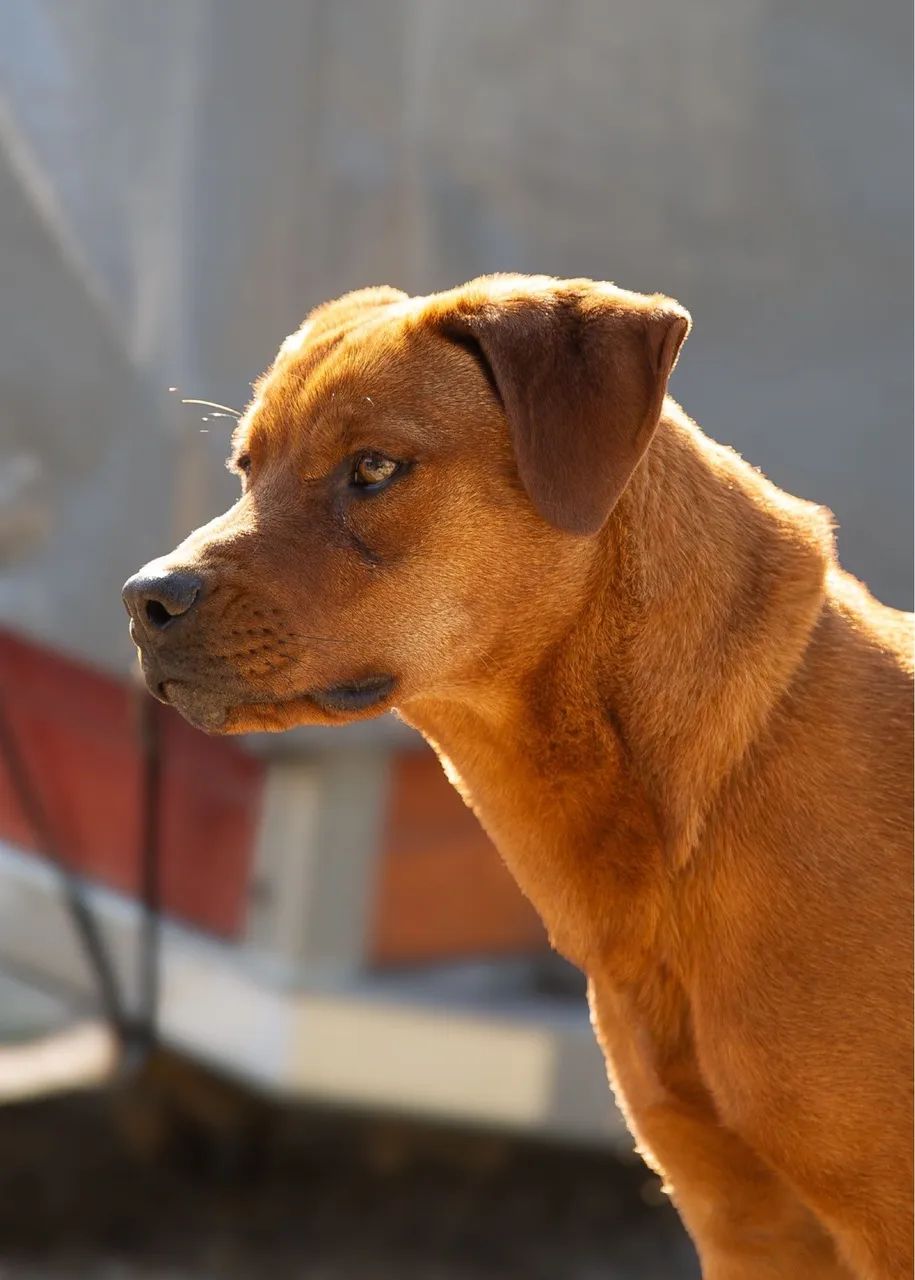 Doação cachorra porte grande - Foto 3