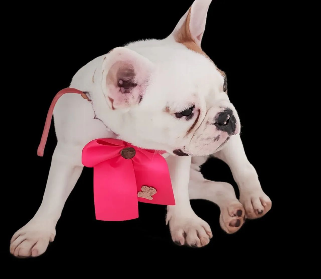 Cachorro - Foto 2