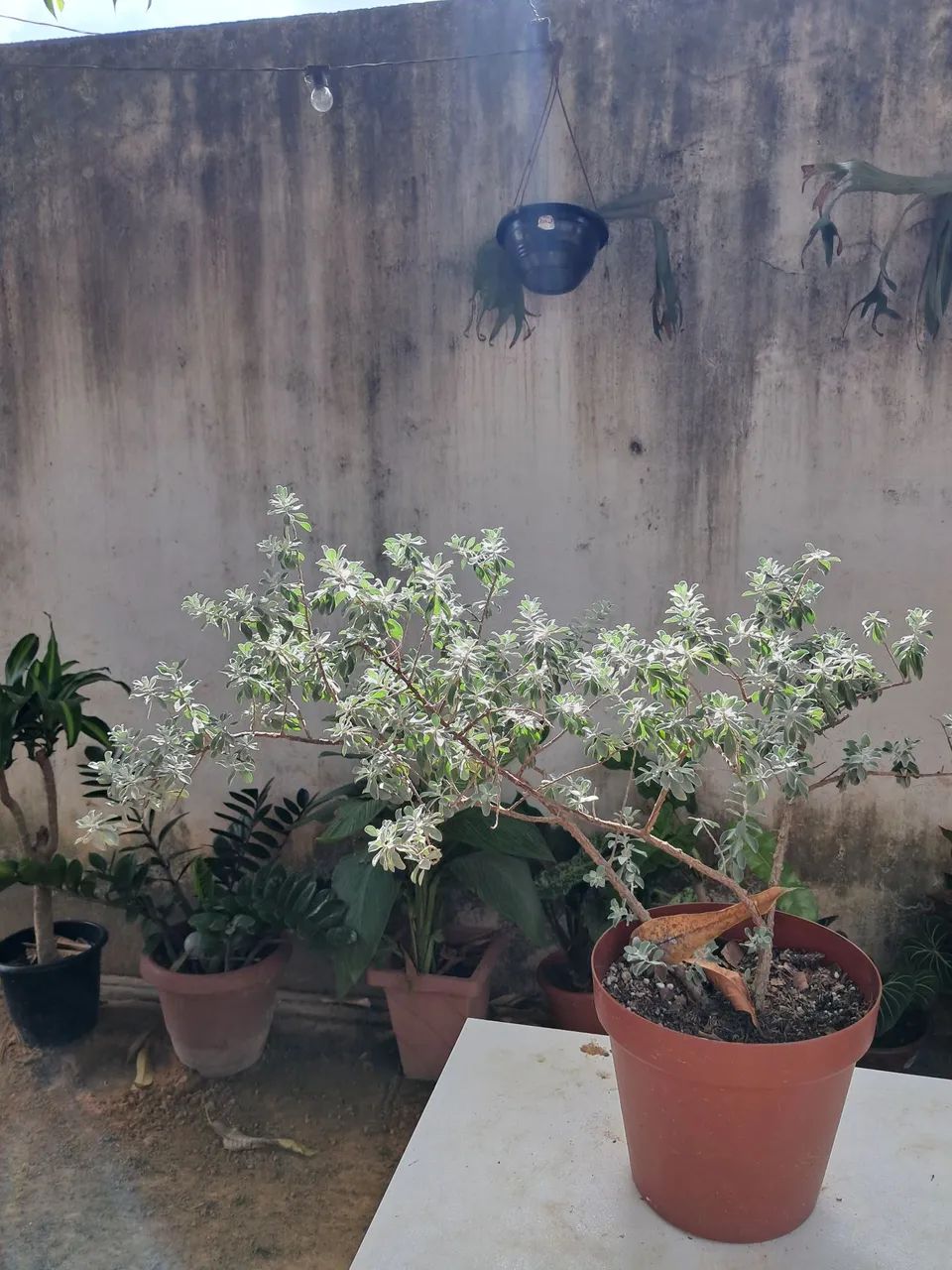 Planta chuva de prata  - Foto 3