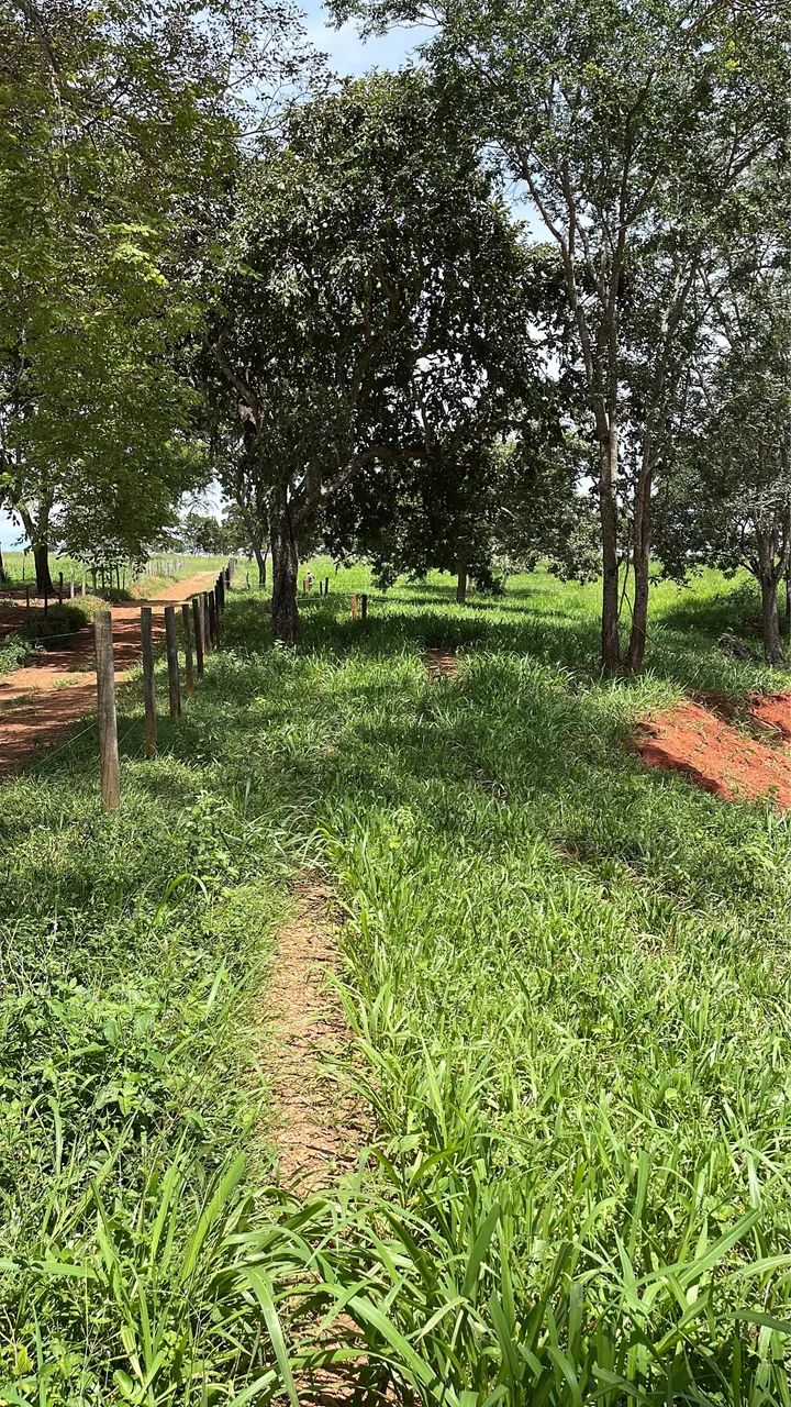 Oportunidade 13 hectares  - Foto 3