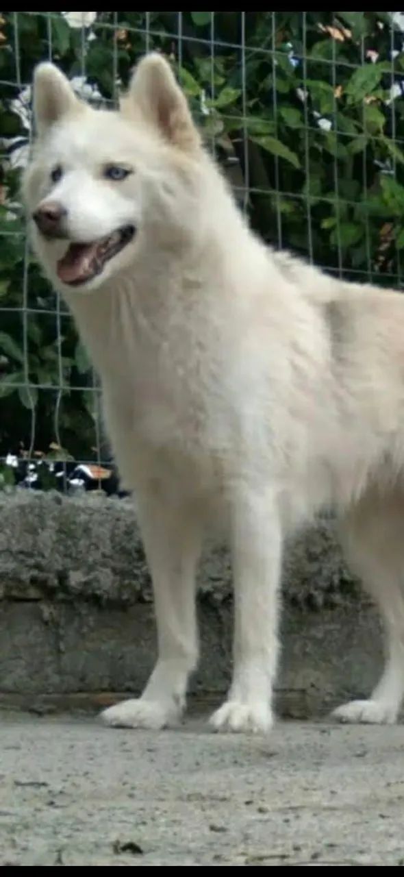 Husky siberiano  - Foto 4