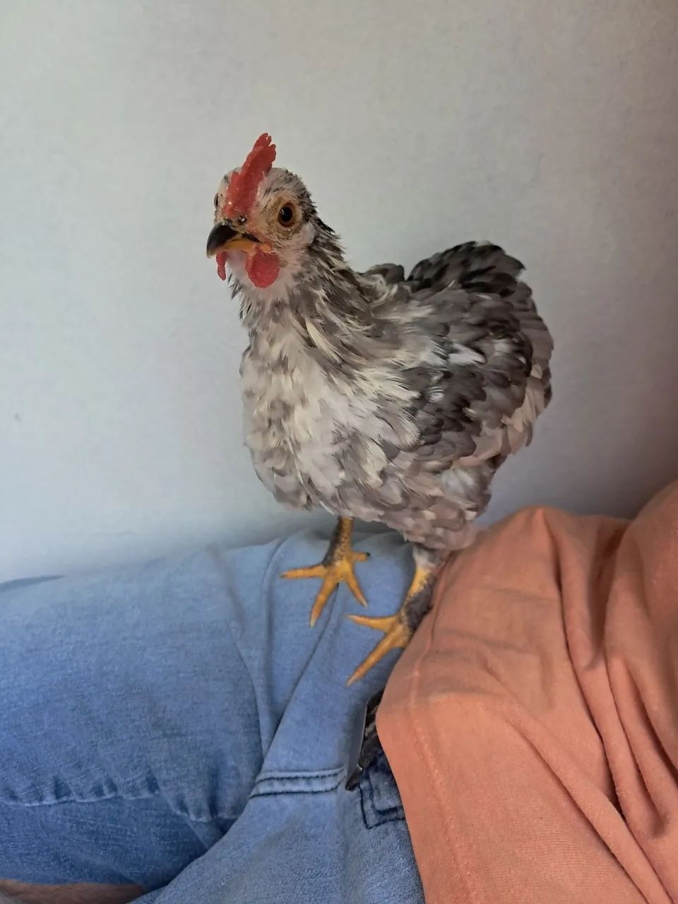 Disponível um micro garnizer suro macho  - Foto 4