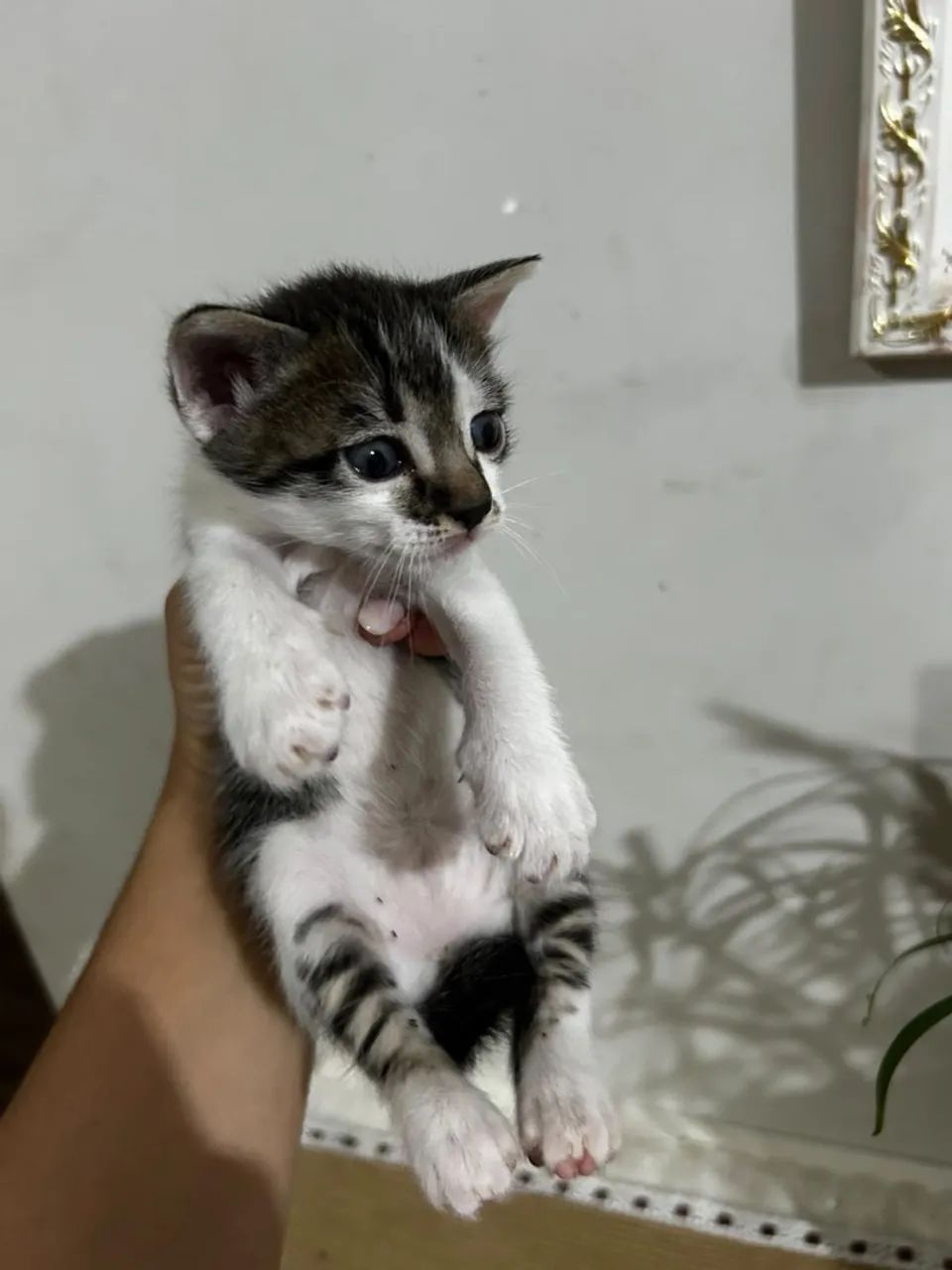 Gatos - Foto 5