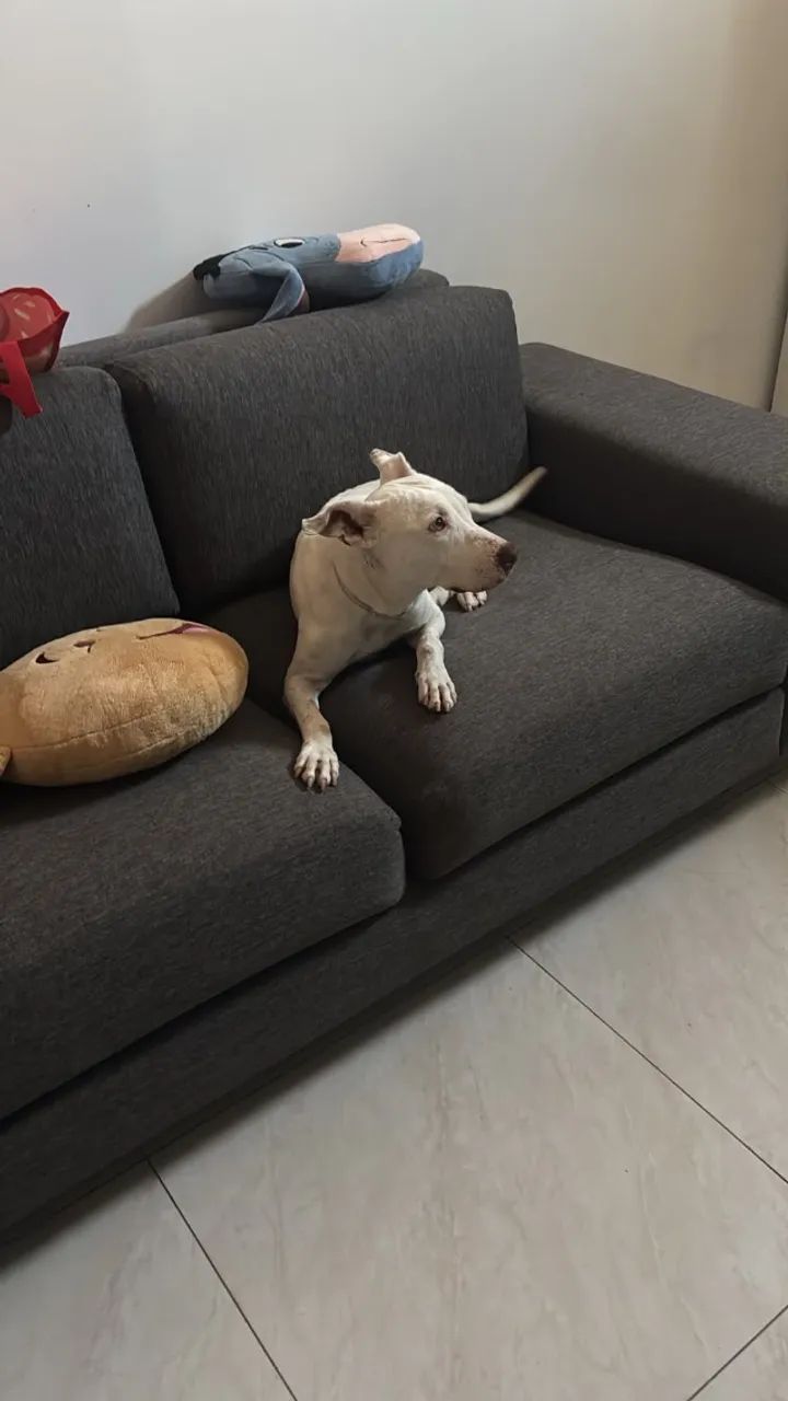 Cachorro para doação - Foto 2