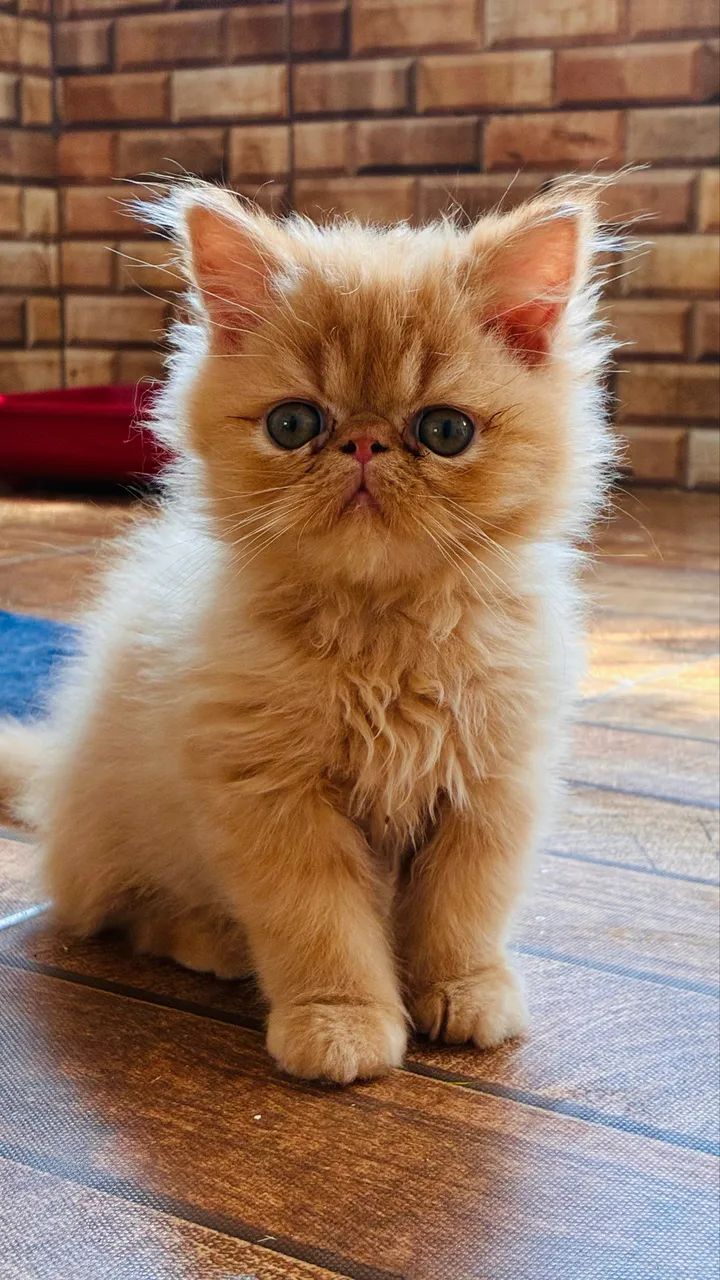 Gato persa laranja  - Foto 4