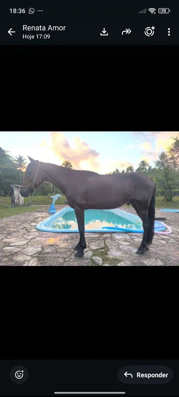 Cavalo Manga Larga 
