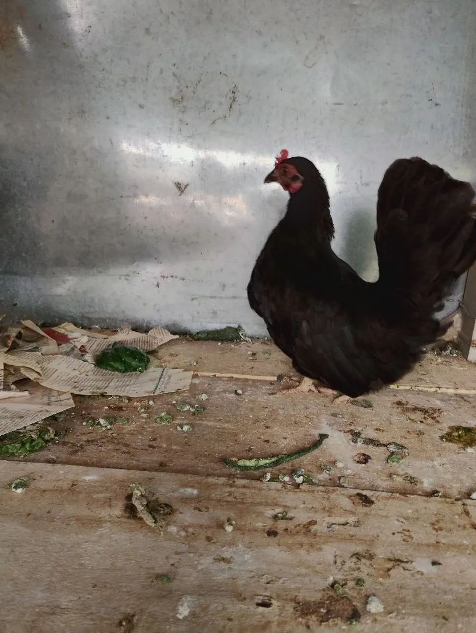 Vendo Mine nagazaki preta 10 meses  - Foto 3