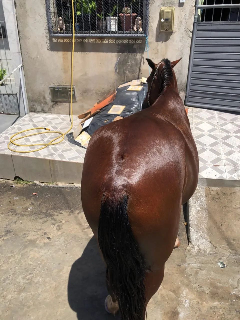 Cavalo bom de tudo  - Foto 6