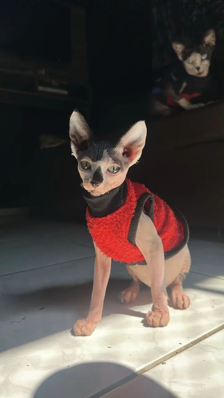 Gato Sphynx 4 meses - Foto 4