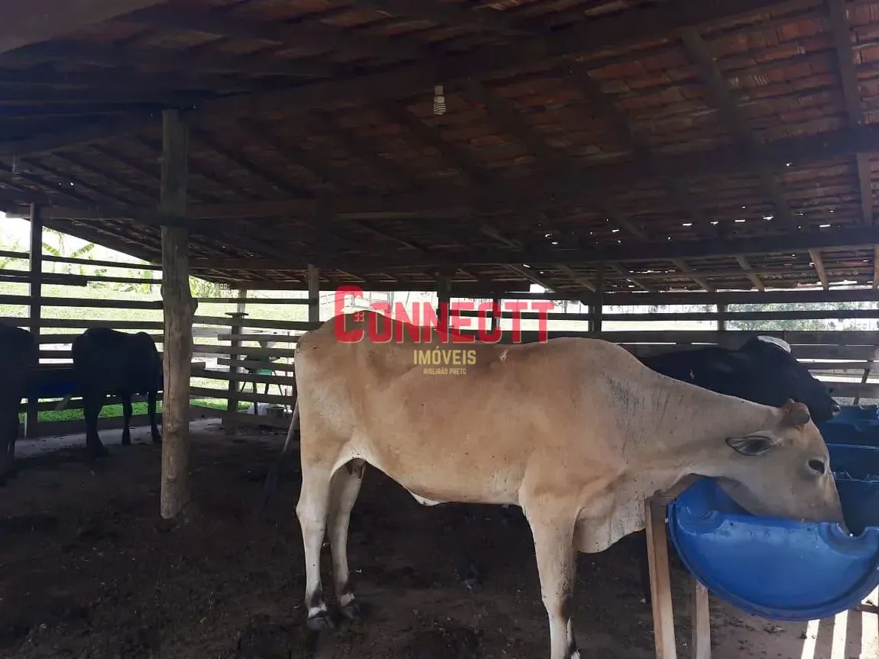 Sítio à venda, Cajuru, SP - Foto 4