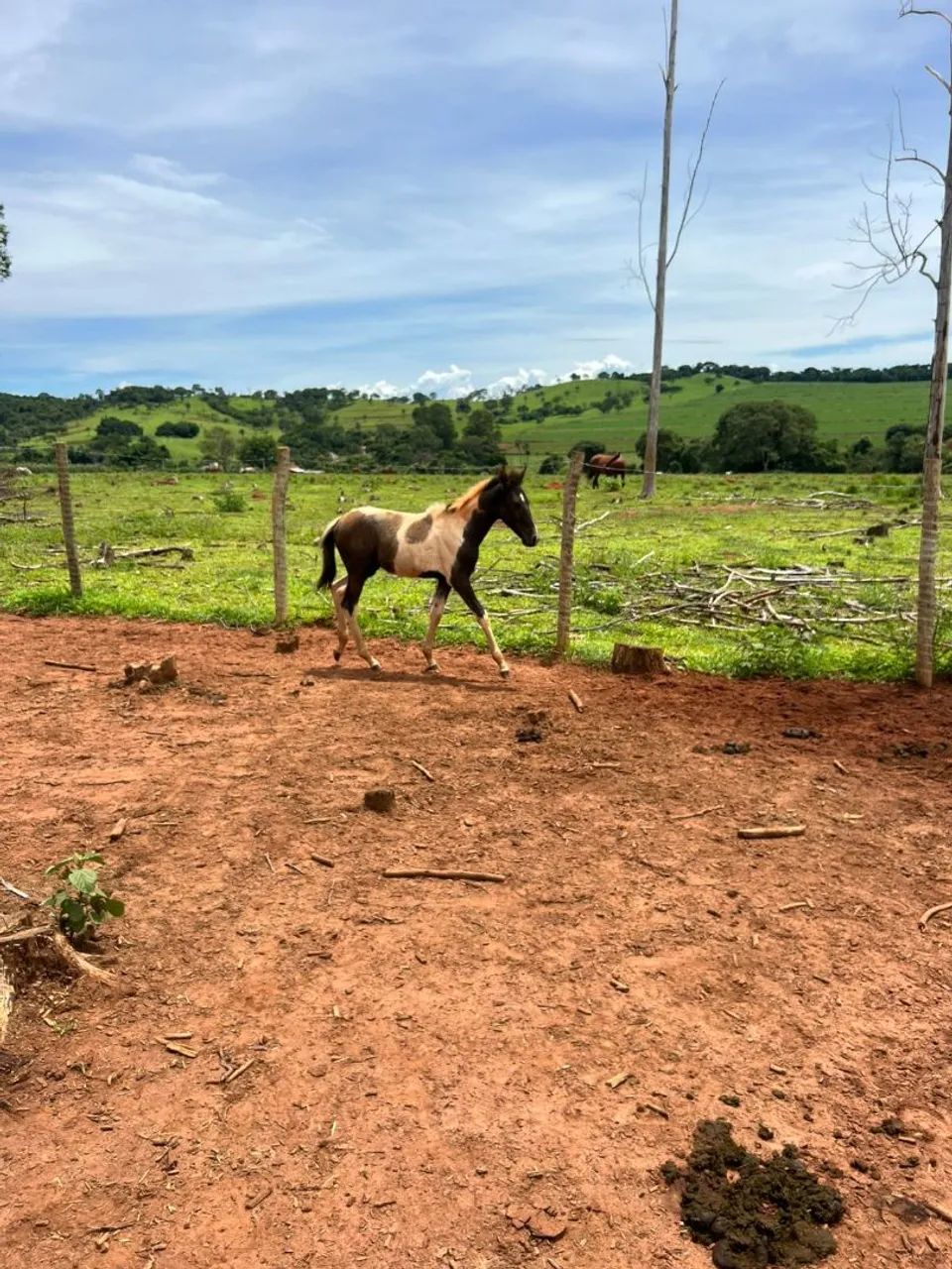 Potro registrado a venda  - Foto 5