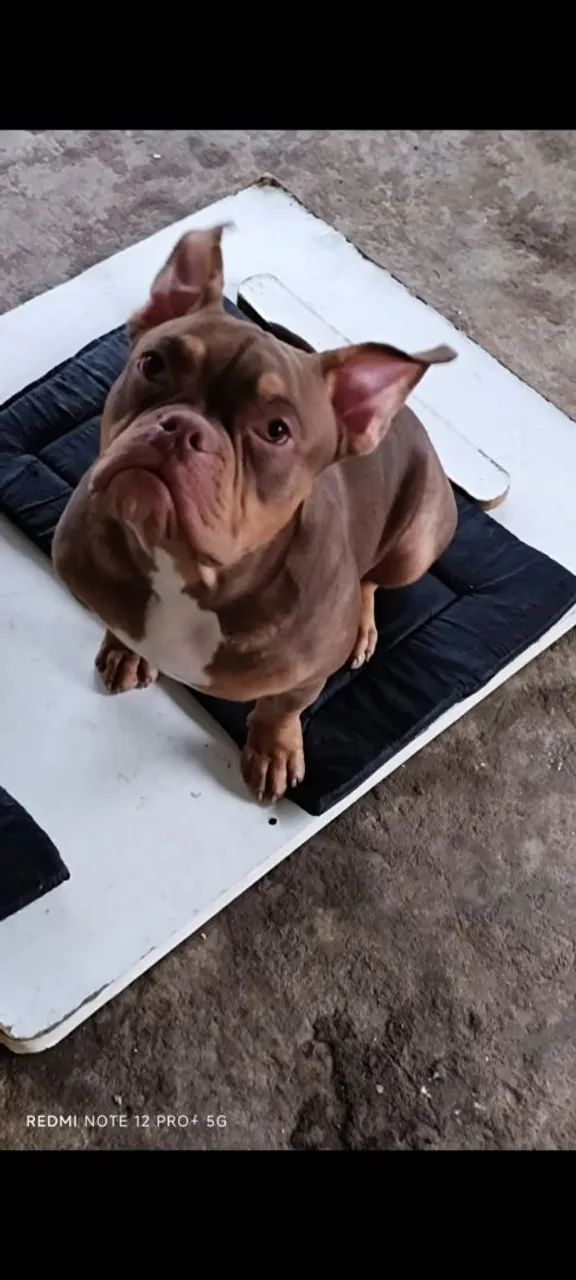 American bully macho pra cruza 