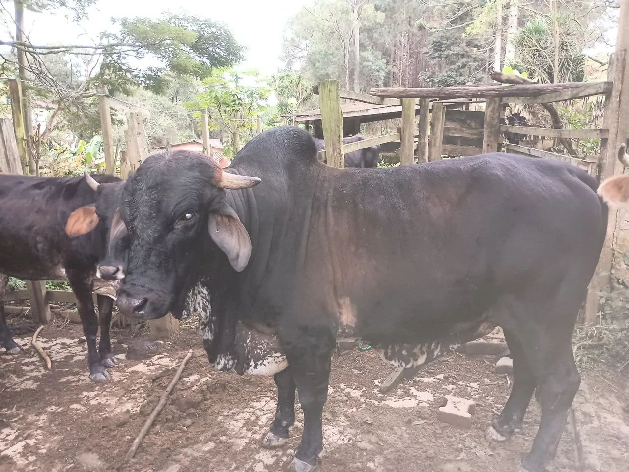 Vacas  - Foto 2
