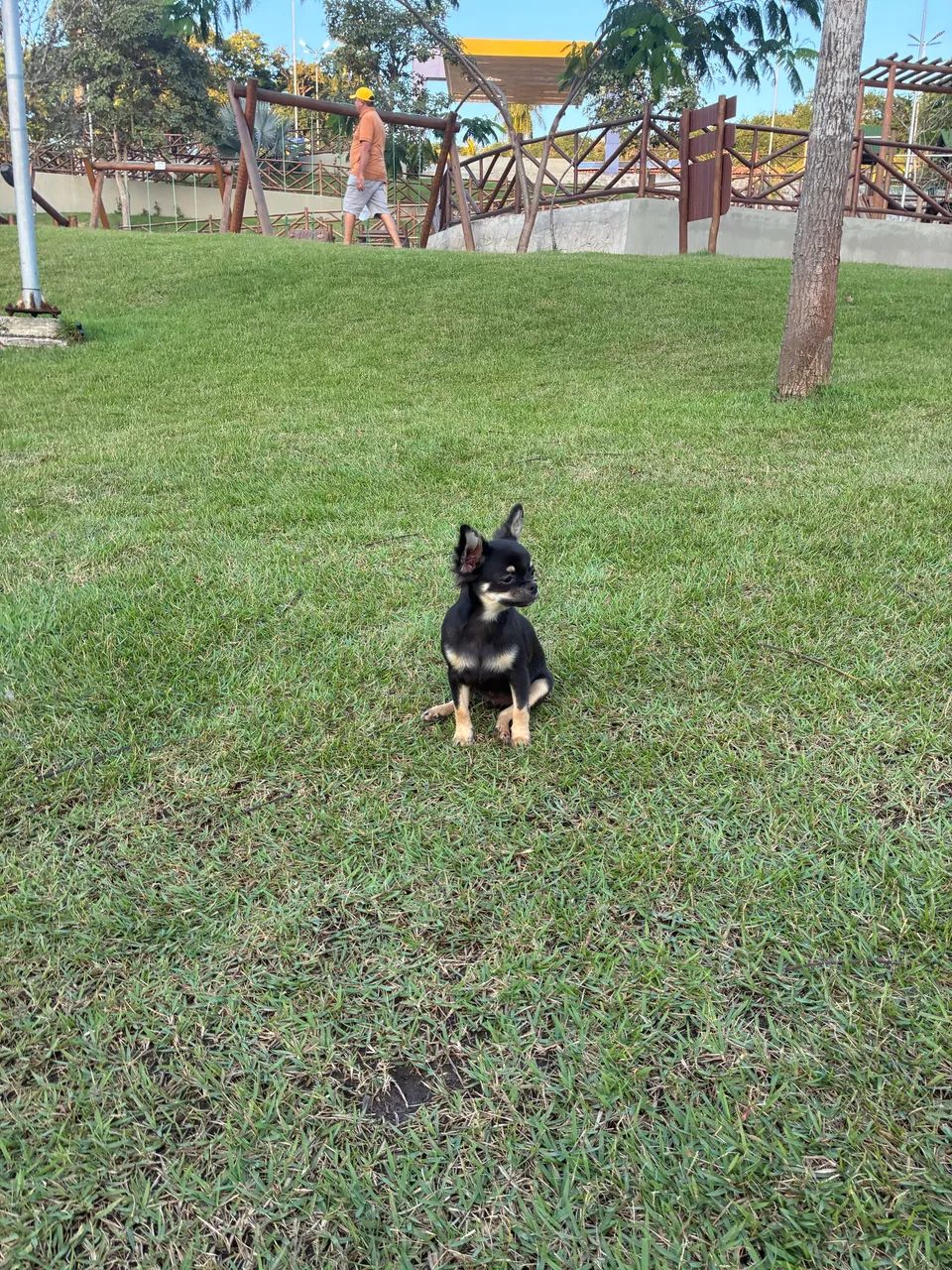 Chihuahua 