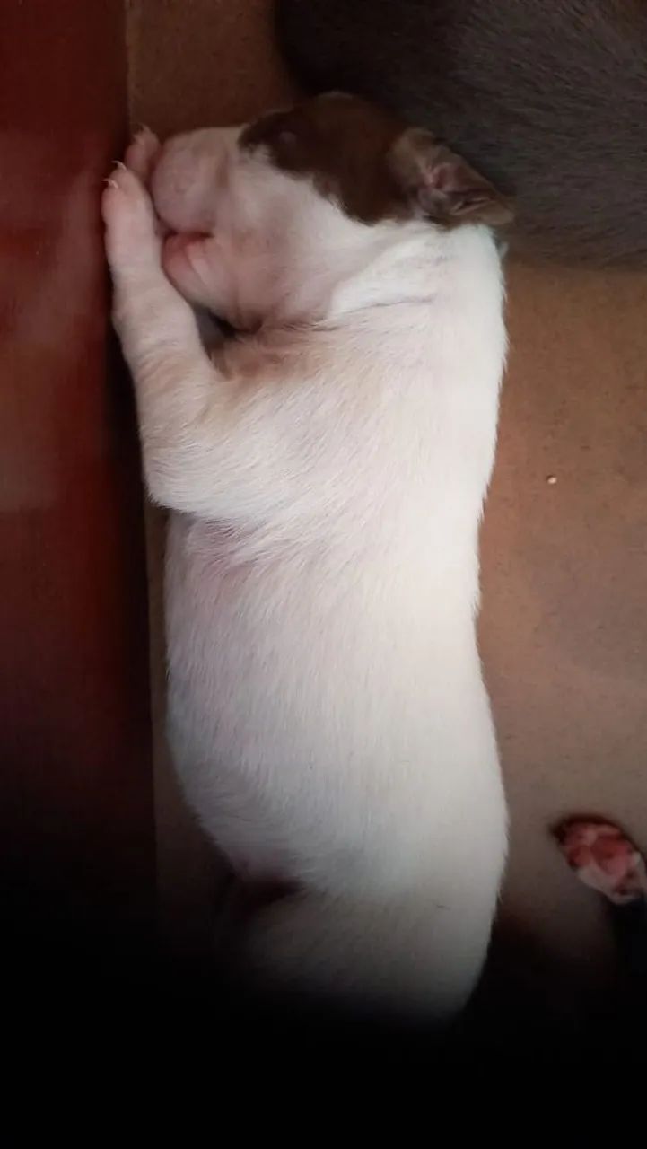 Whippet  - Foto 3
