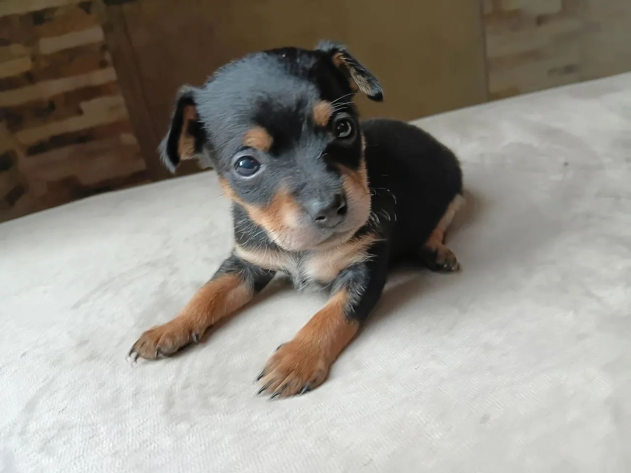 Pinscher machos 01 - Foto 4