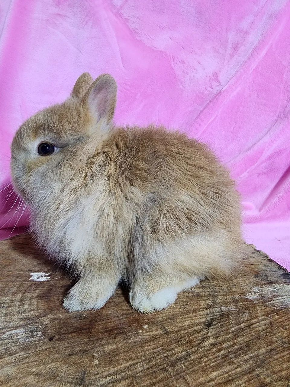 Mini coelhos Netherland e Mini lop