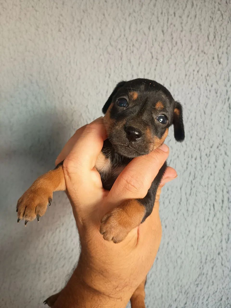 Pinscher  - Foto 3