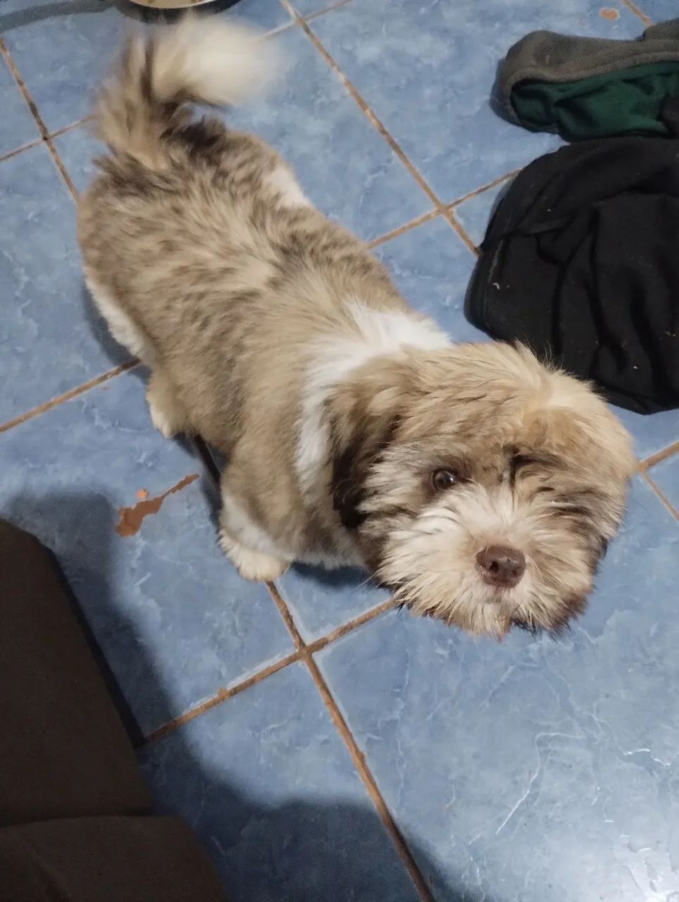 Cachorro Lhasa apso com shitzu