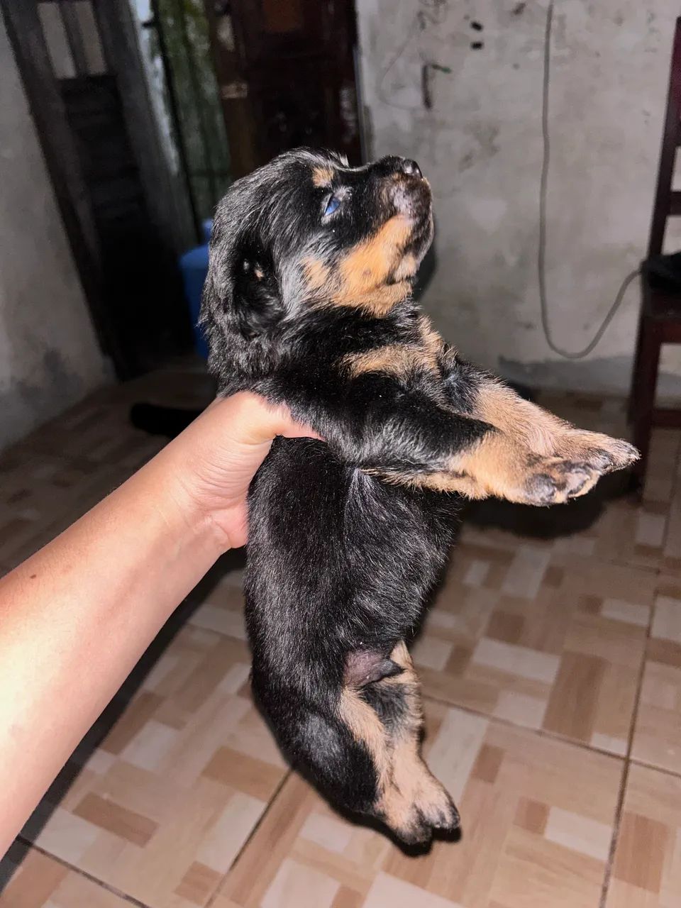 Vendo rottweiler  - Foto 3