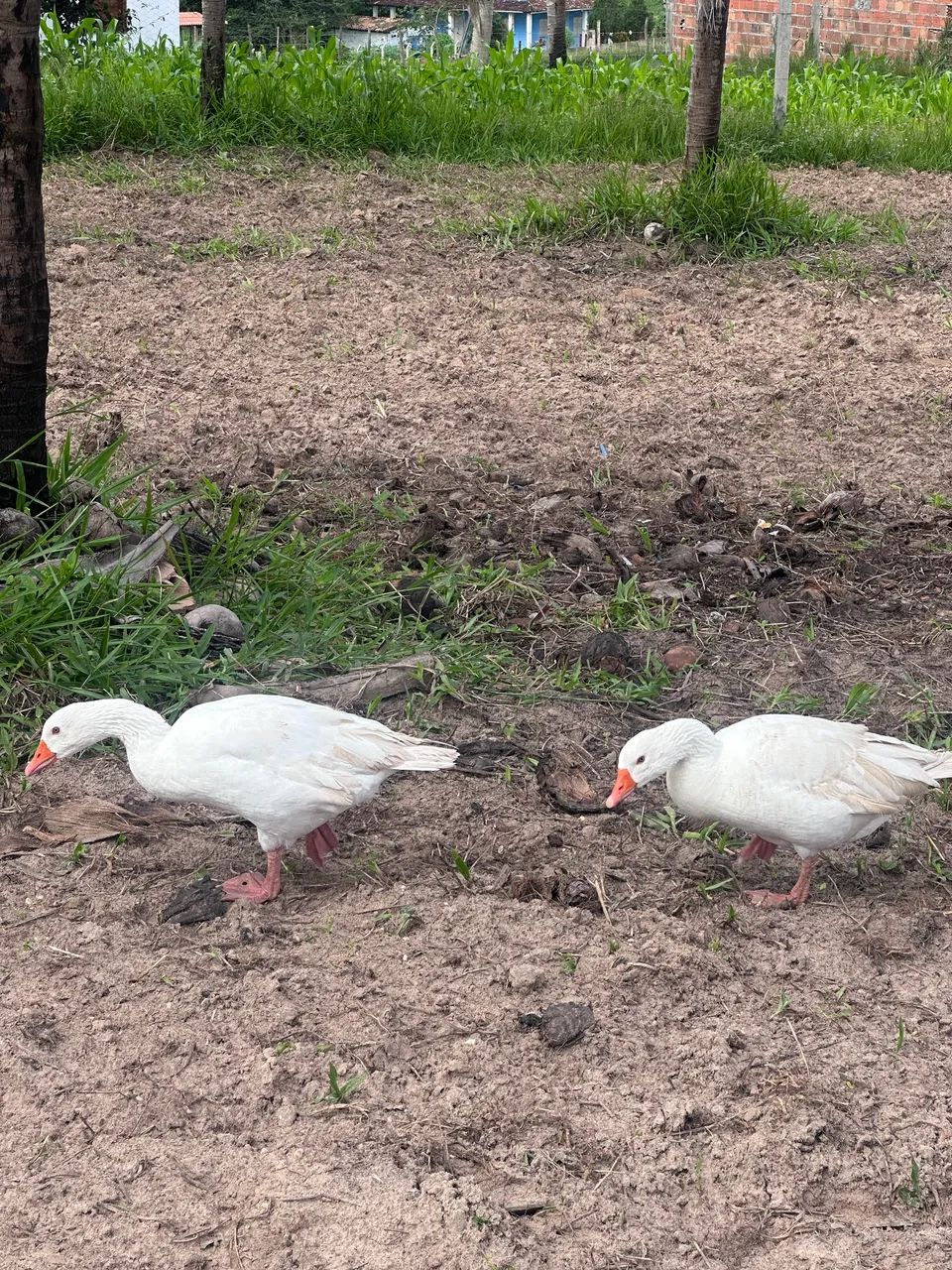 Casal de ganso  - Foto 3