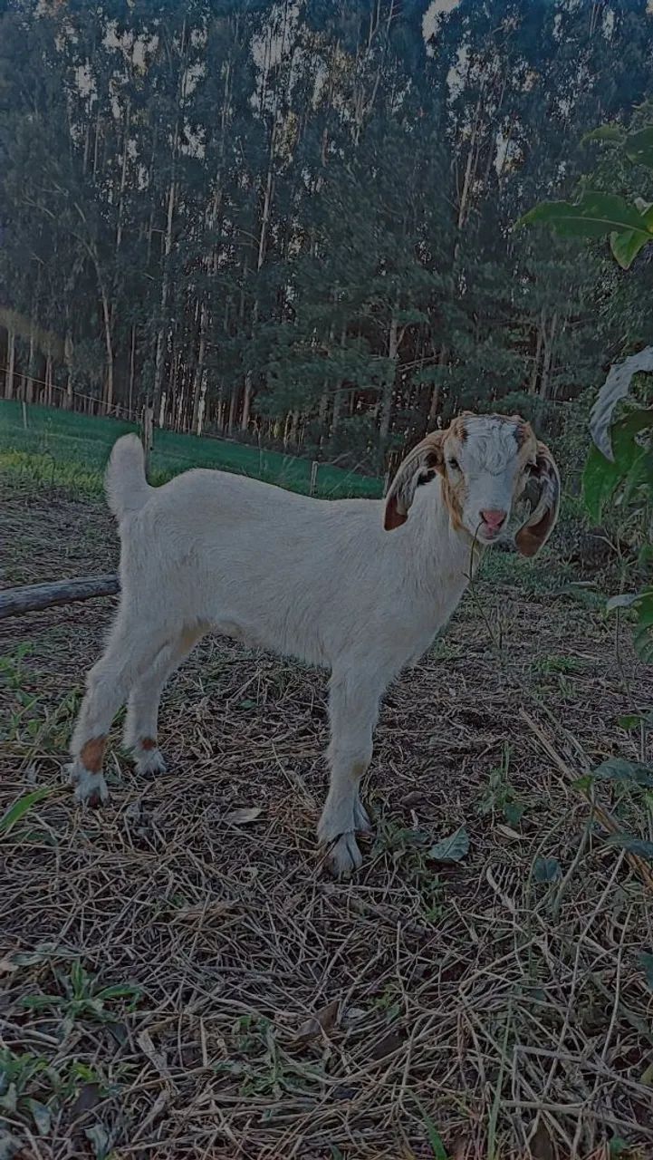 Cabrita