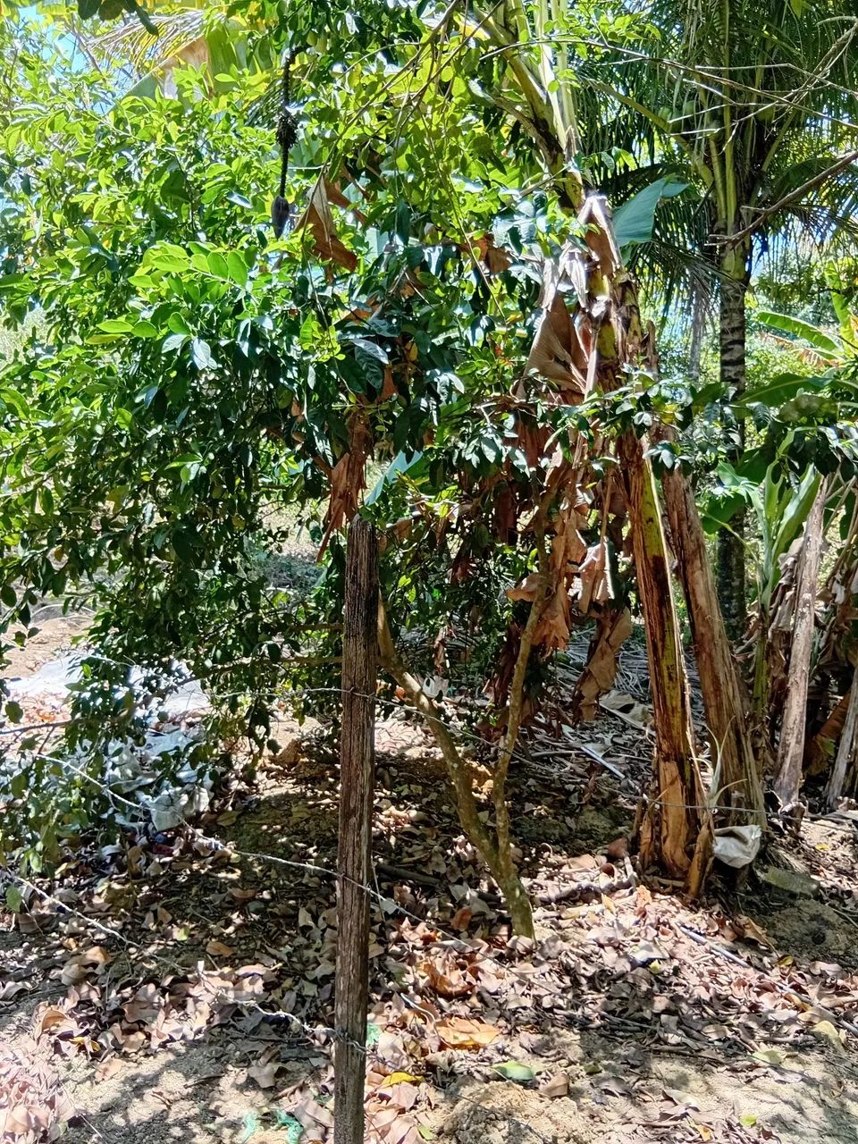 Vendo uma casa