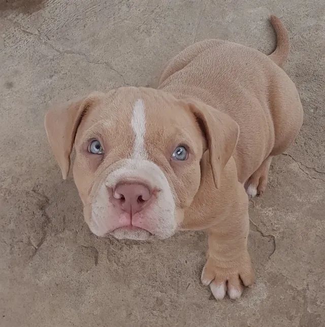american bully pode perguntar estou aberto a conversa - Foto 2