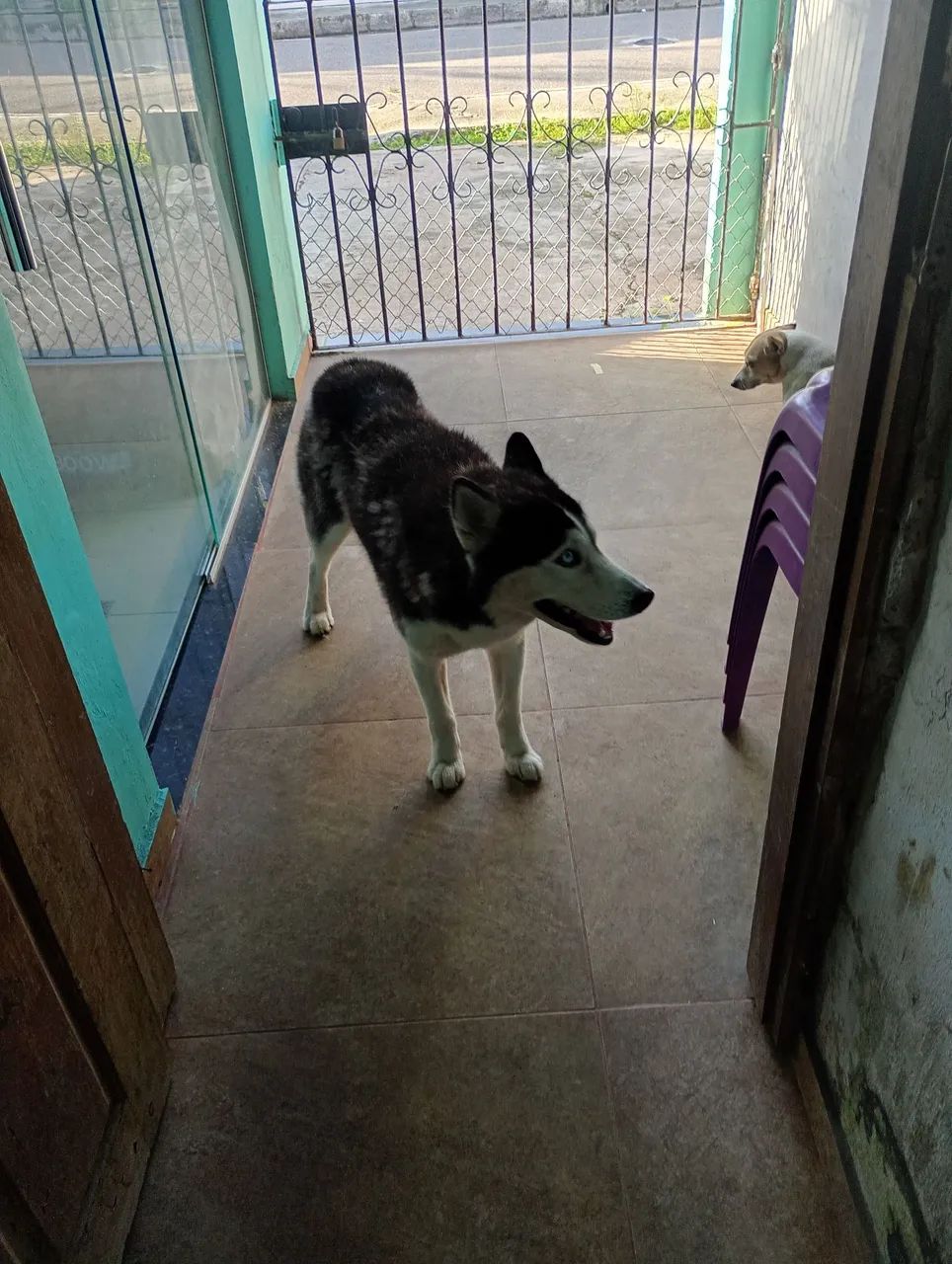 Cachorro  - Foto 4