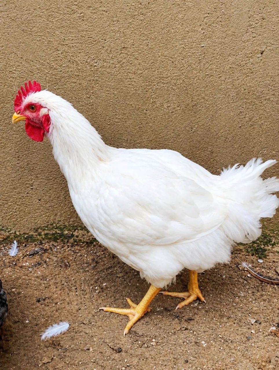 Frangos Caipira