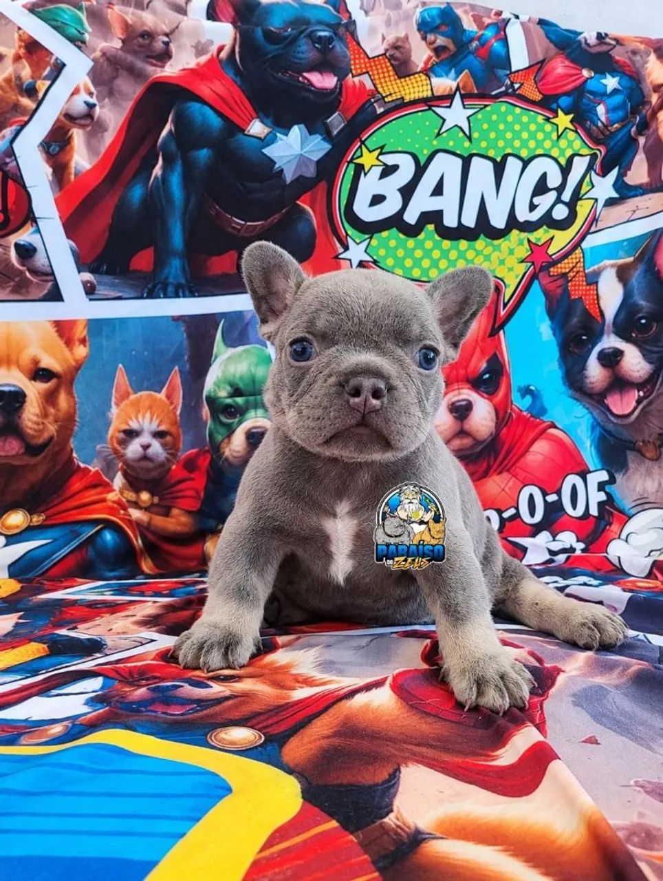 Bulldog Francês  - Foto 4