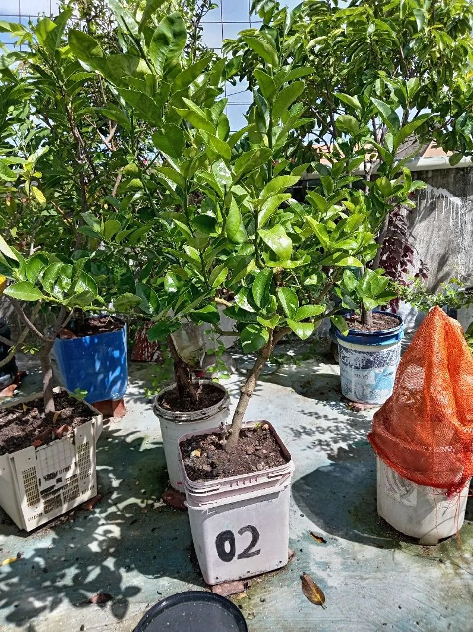 Mudas de Laranja Lima - Foto 5