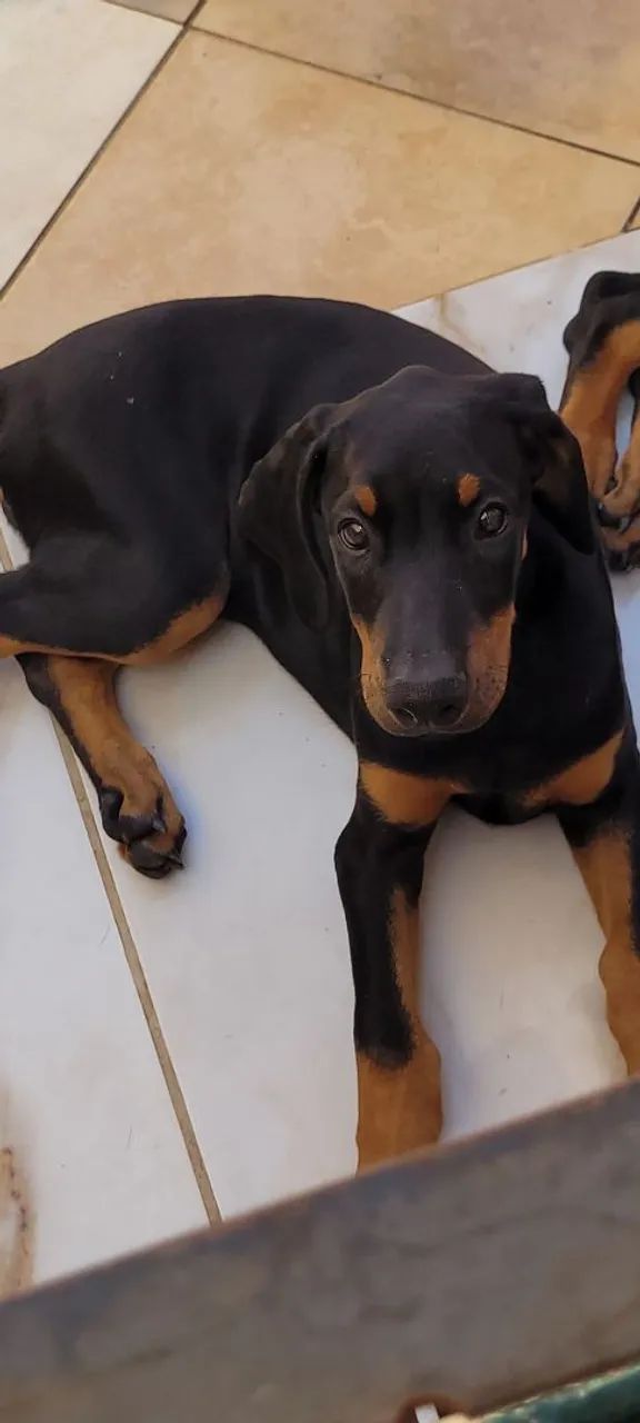 Filhote Fêmea de Doberman - Socializada, saudável e acompanhada por veterinário 