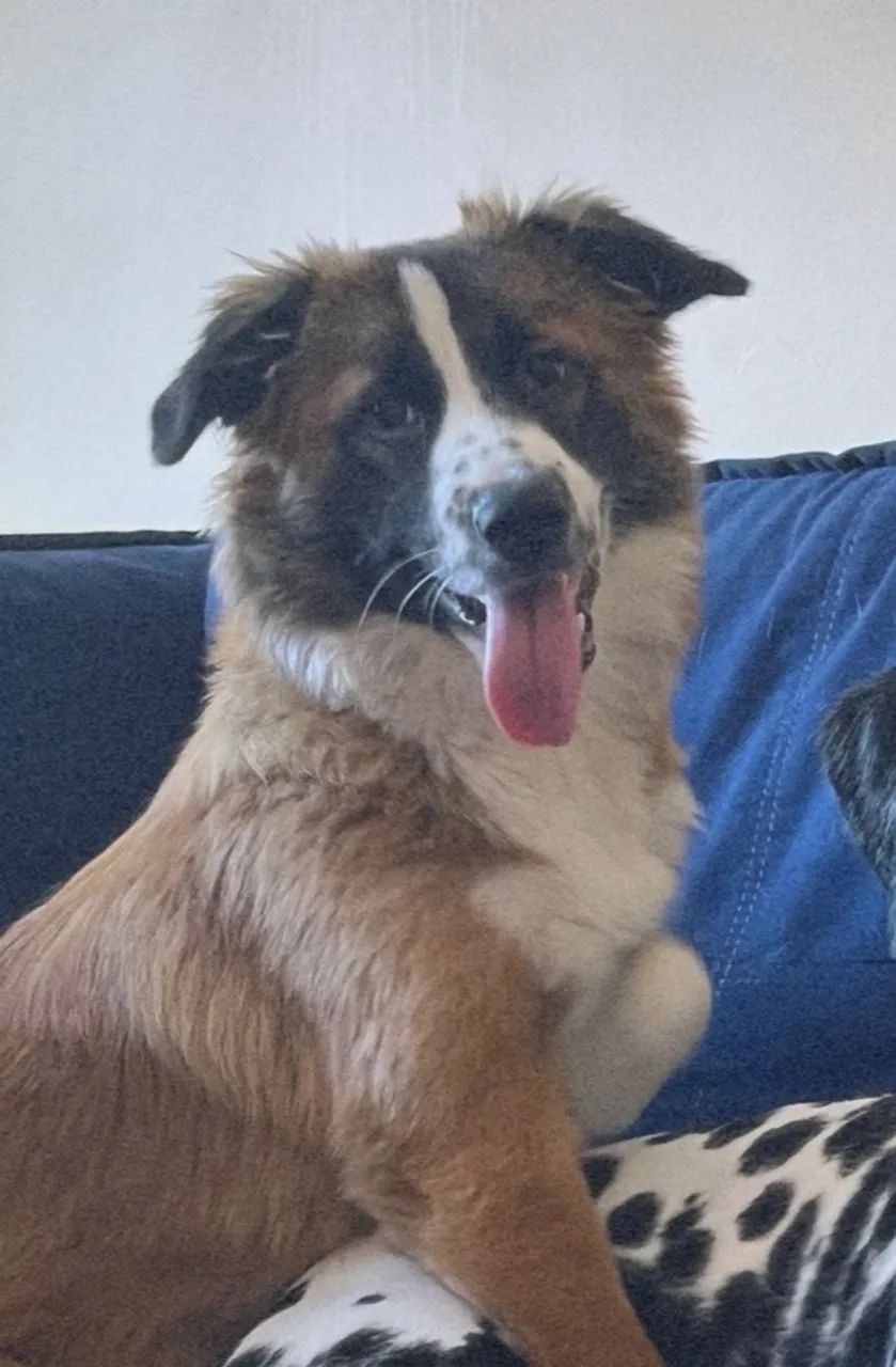 Cachorro para adoção 