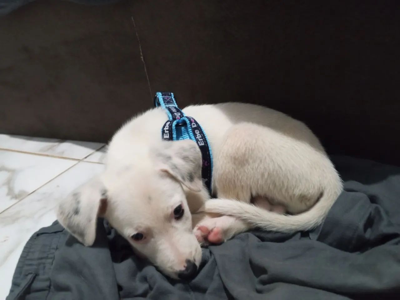 DOA-SE CACHORRO MACHO - Foto 3