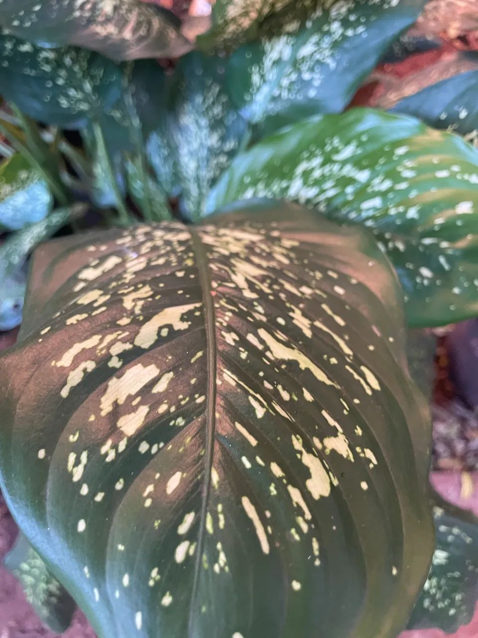 Mudas de plantas  - Foto 2