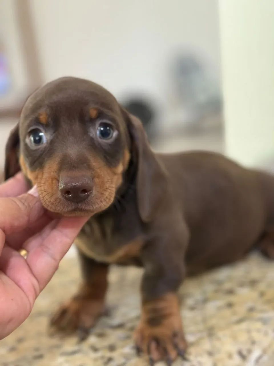 Dachshund /teckel/ salchicha  - Foto 2