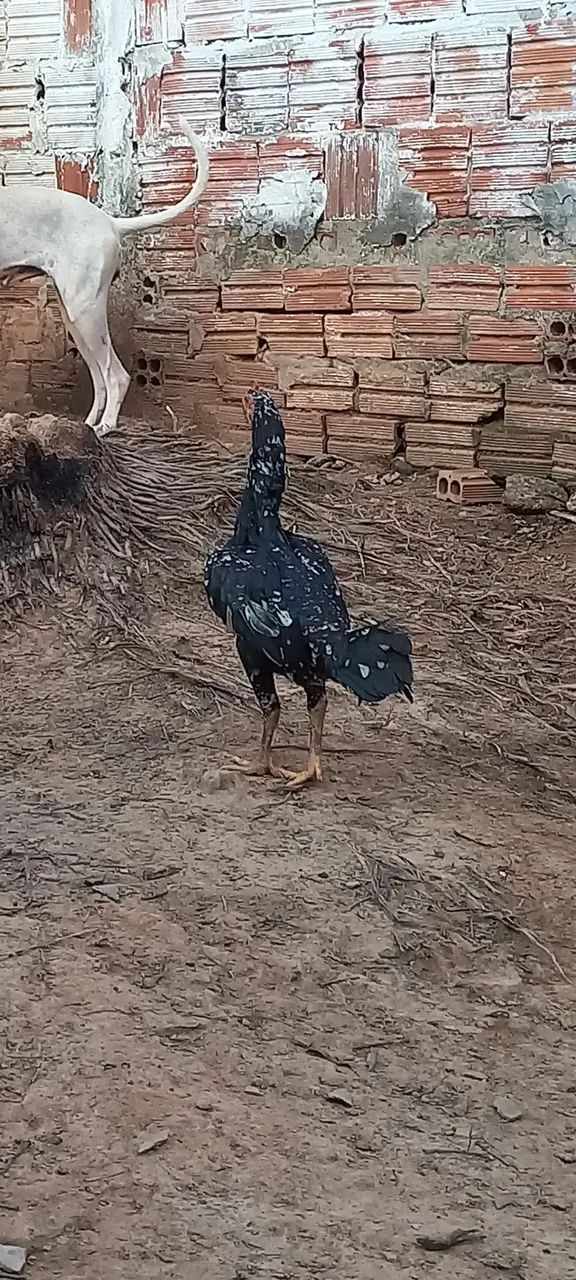 Galinha bode - Foto 3