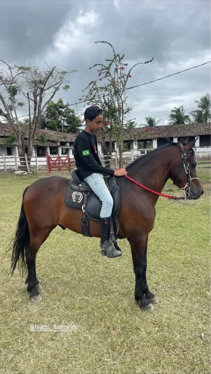 Cavalo Mangalarga Marchador  - Foto 2