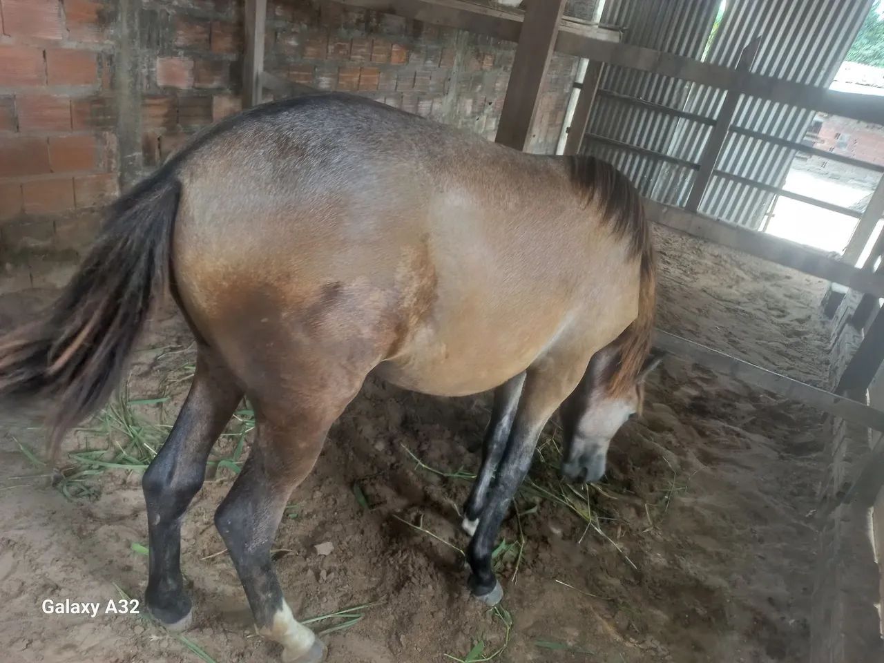 Cavalo - Foto 3