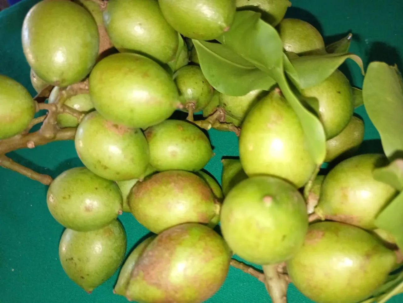 Pitombas saborosas  - Foto 4