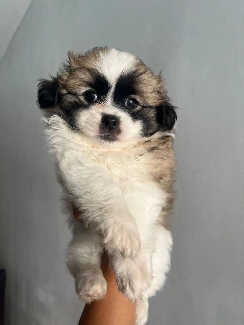Cachorra
