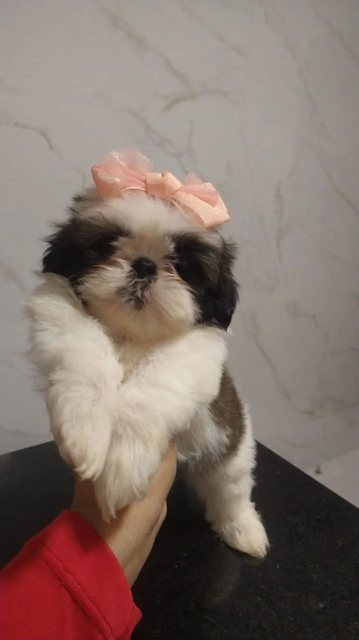 Shitzu Mini - Foto 2