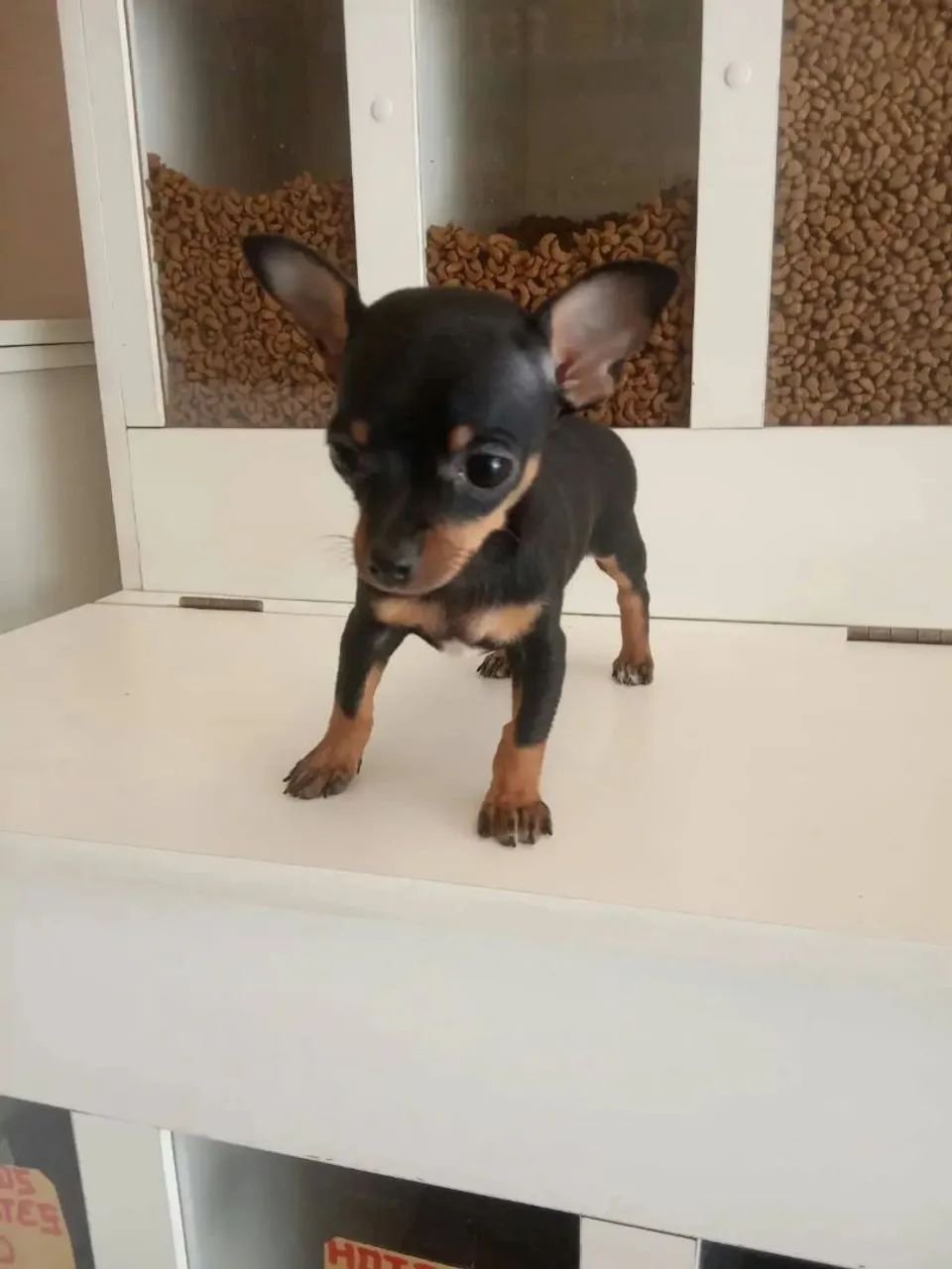 Pinscher Zero Zero - Foto 2