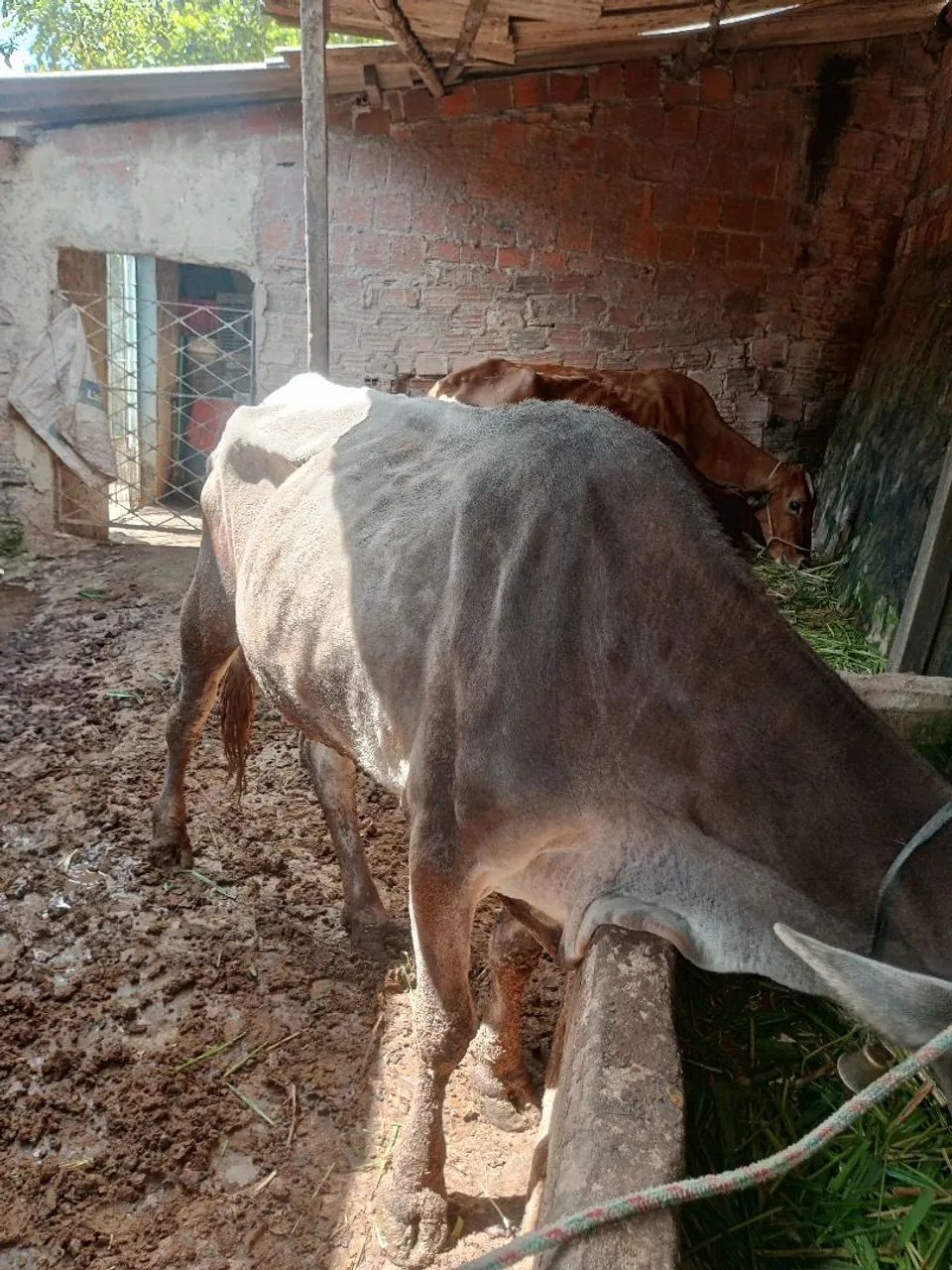 Vaca - Foto 2