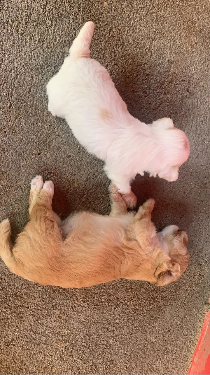 Vende-se cachorro poodle 