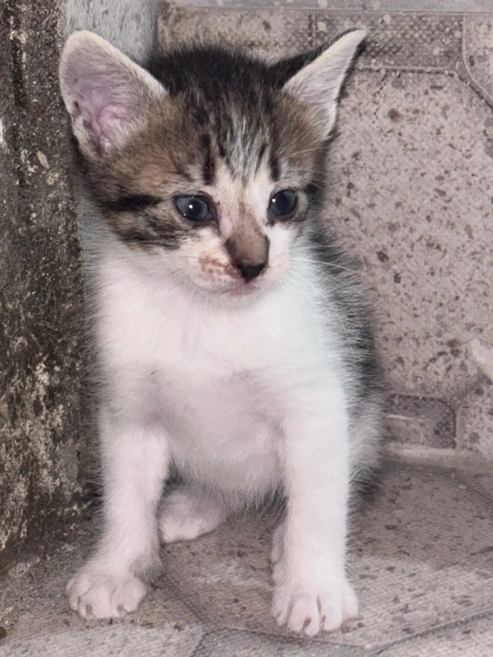 gatinha para doação 