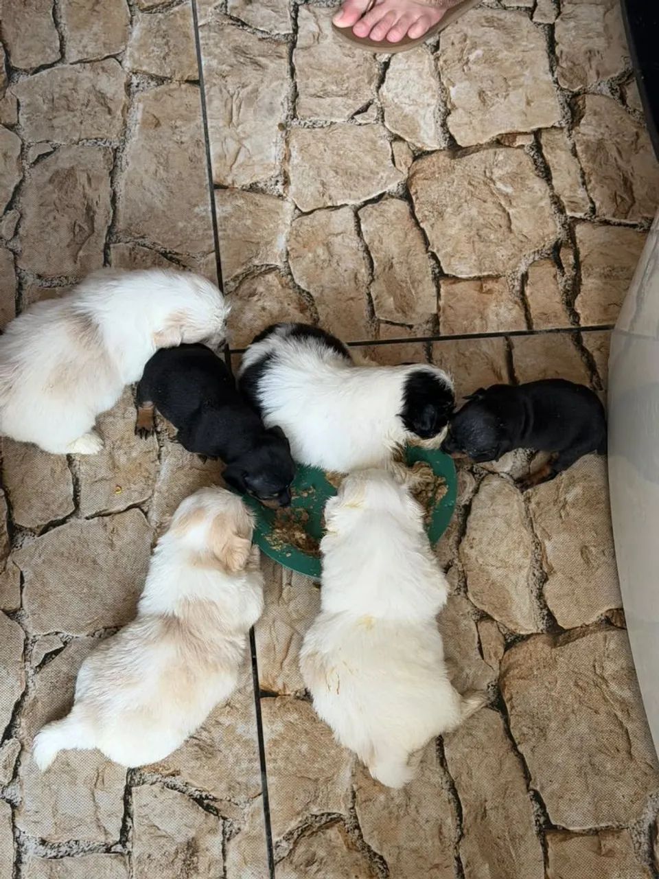 Filhote shihtzu 
