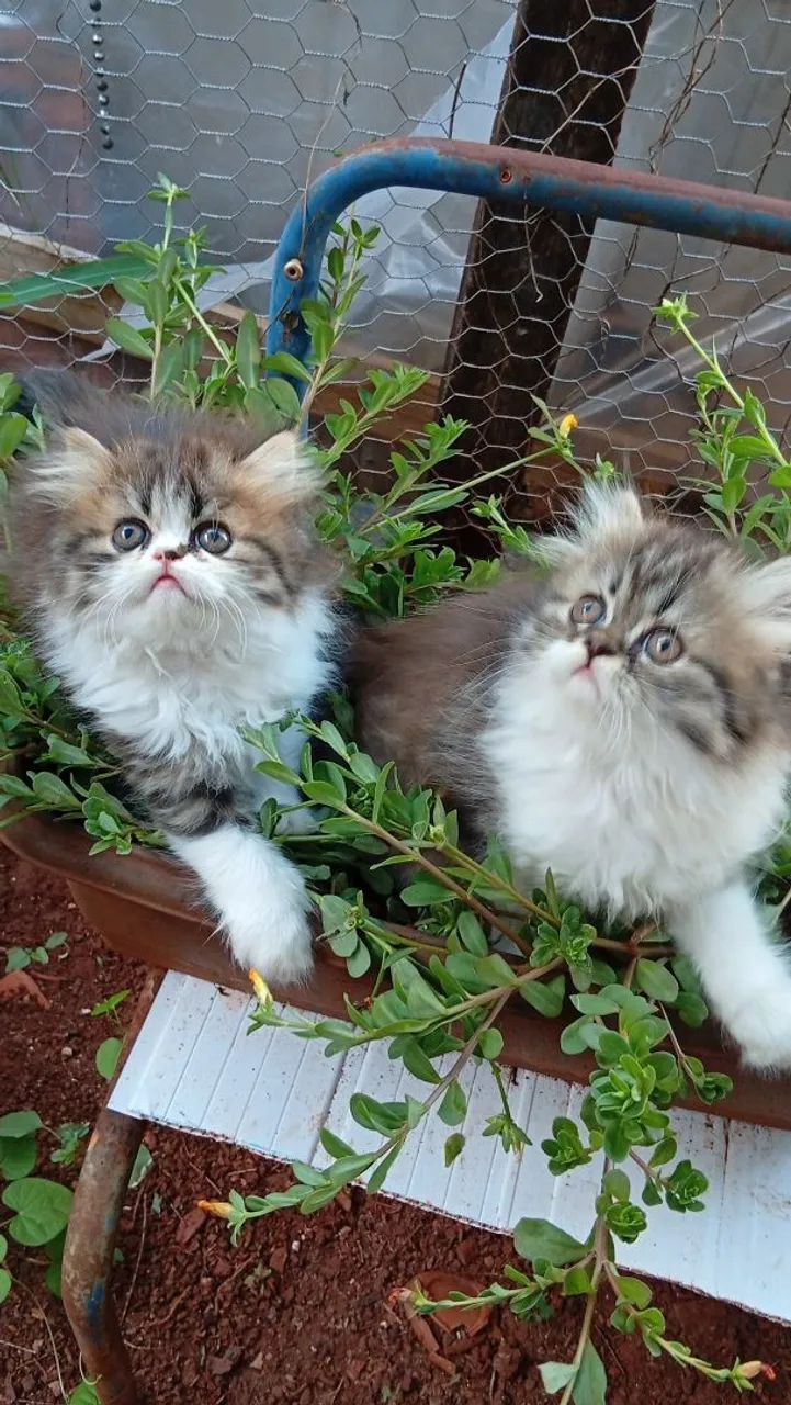 Filhotes gato persa disponível entrega 