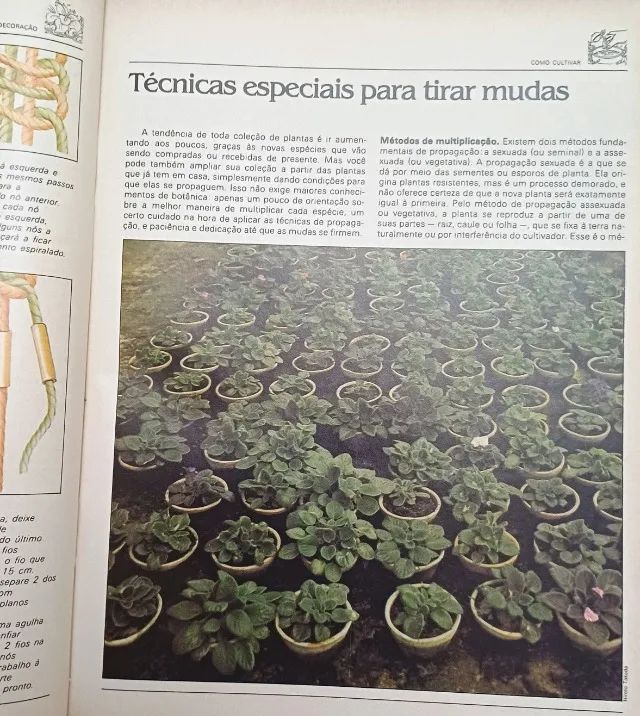 . plantas dentro de casa - Foto 3